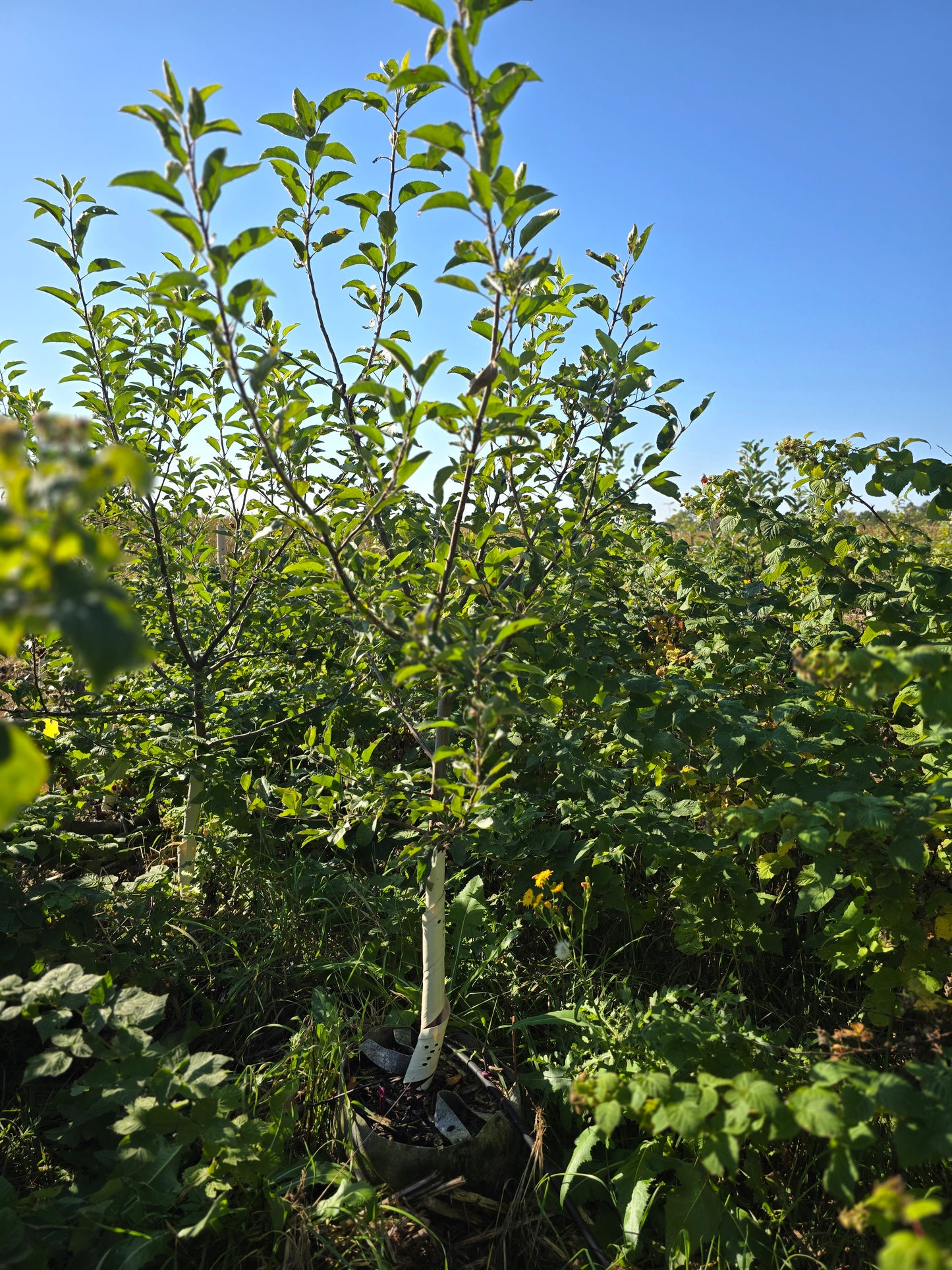 Gale Gala Apple Tree (EMLA 106) - 10 Gallon Potted