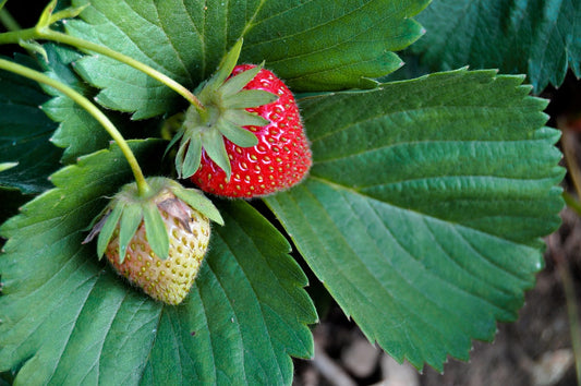 Jewel June Bearing Strawberries - Bare Root (Spring 2026)