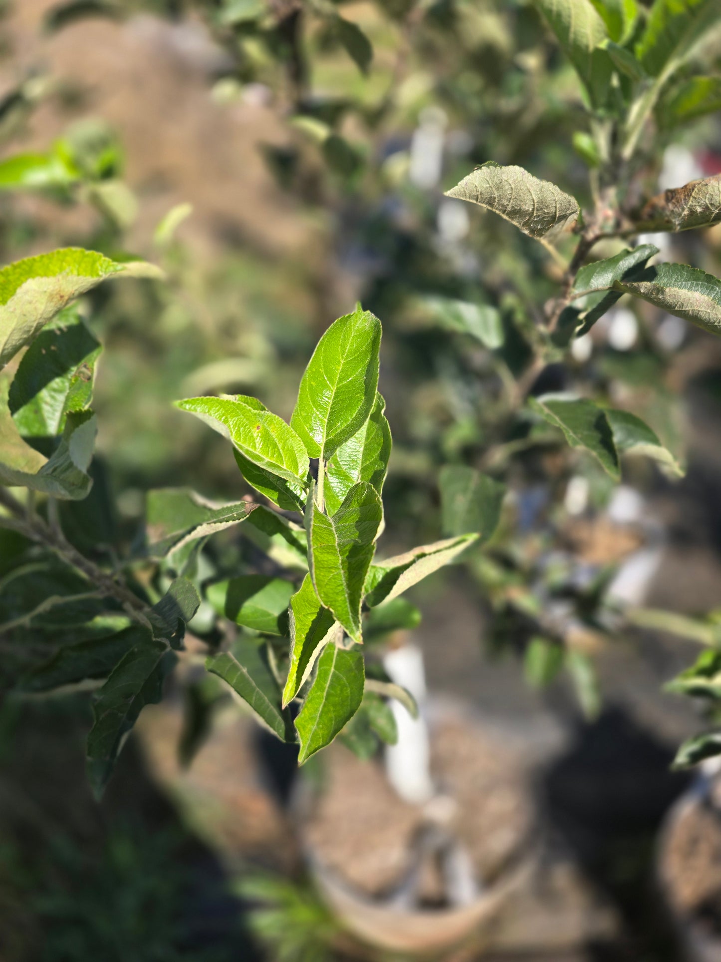 Ambrosia Apple Tree - 7 Gallon Potted