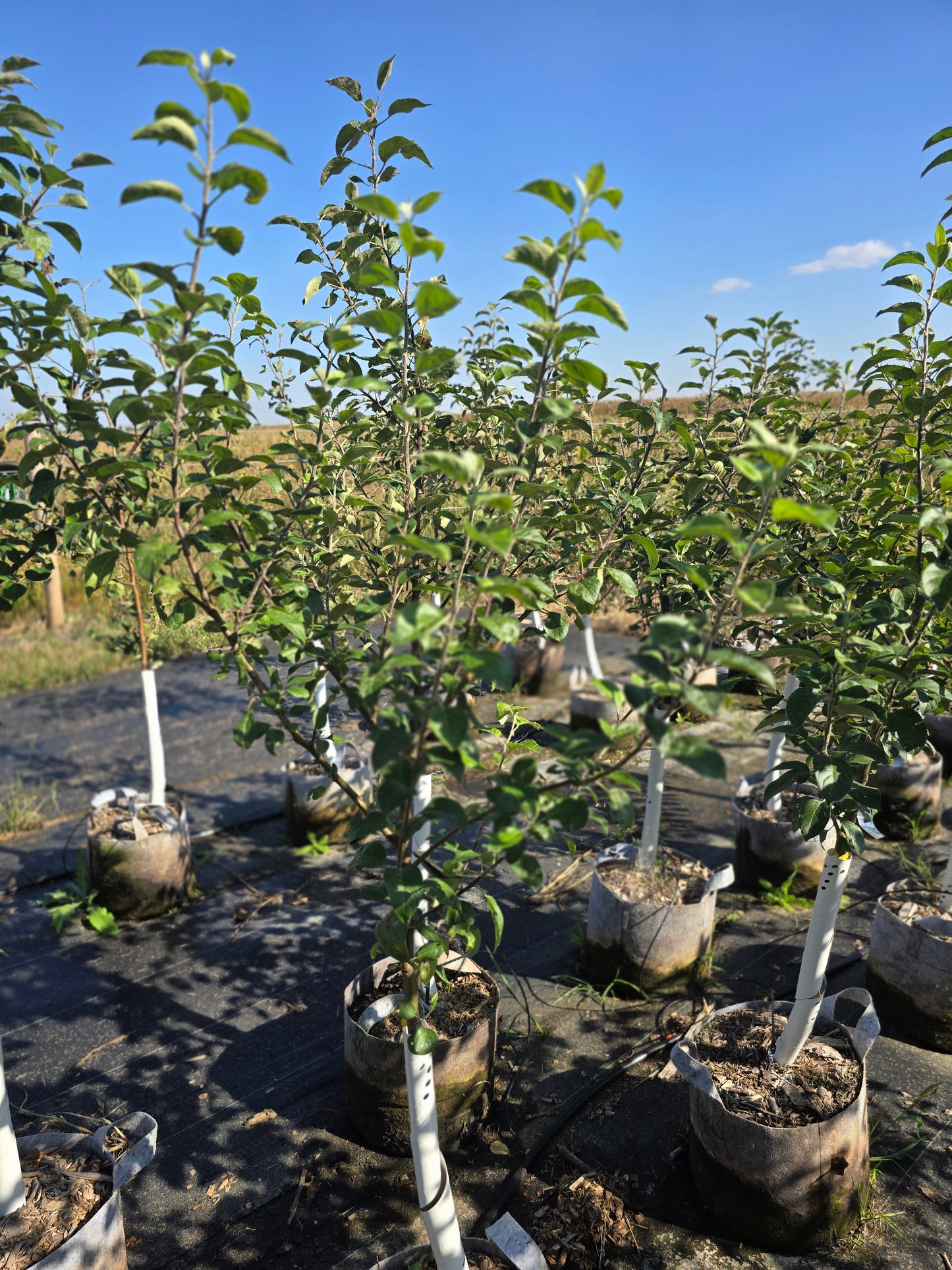 Enterprise Apple Tree (EMLA 7 Rootstock) - 7 Gallon Potted