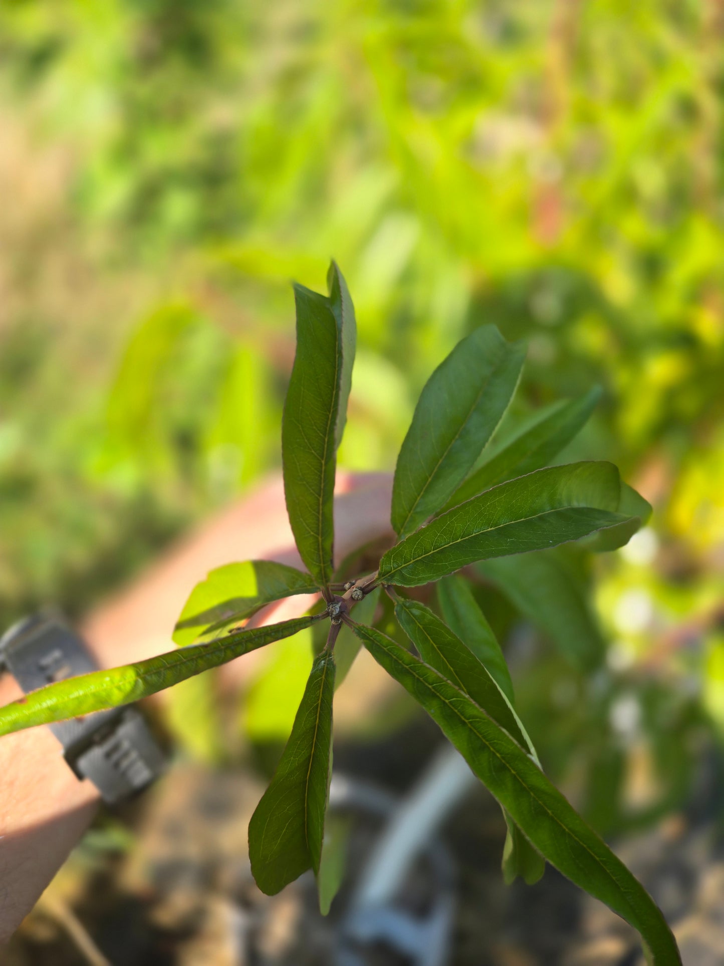 Raritan Rose White Peach Tree - 7 Gallon Potted