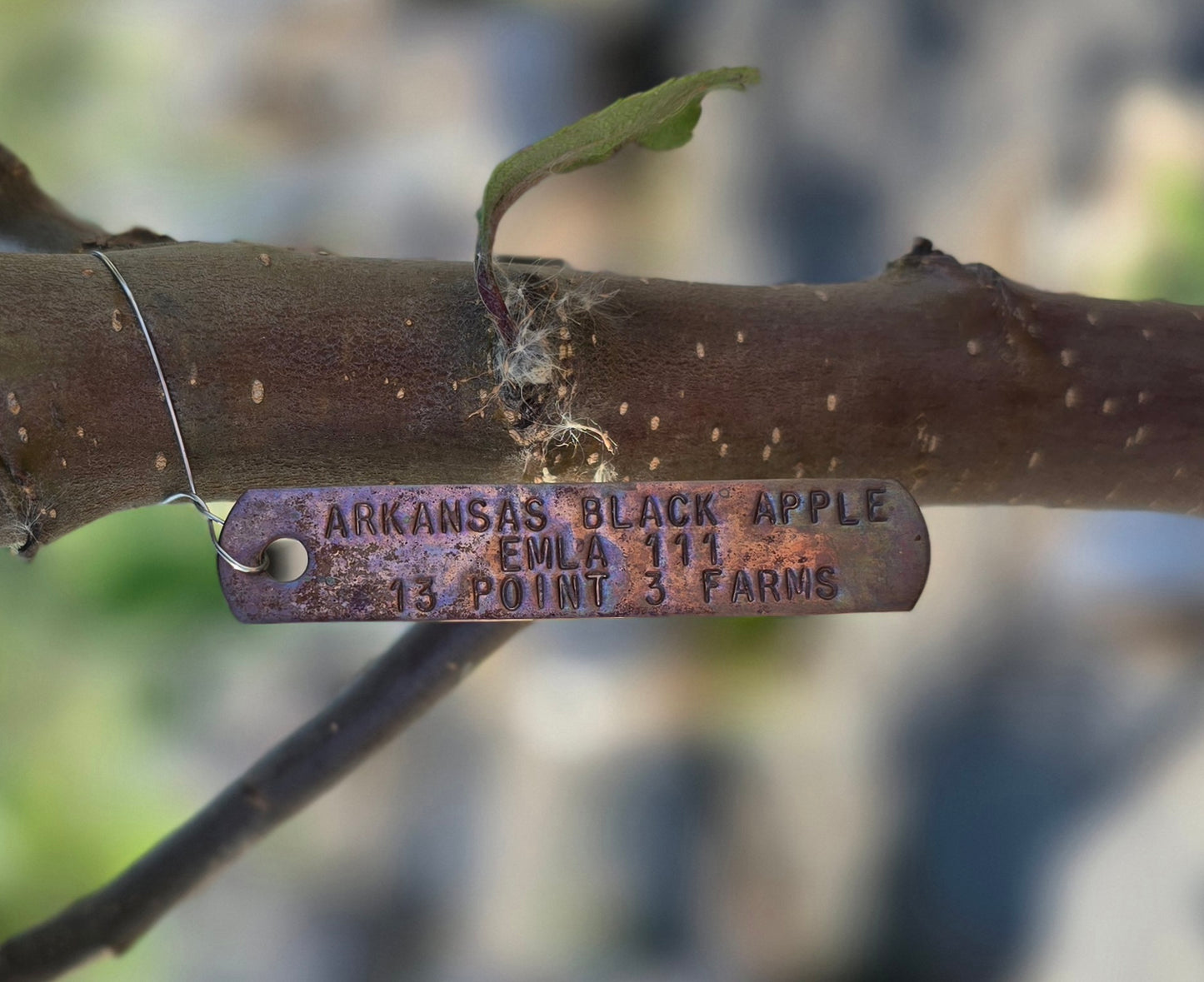 Arkansas Black Apple Tree - 7 Gallon Potted