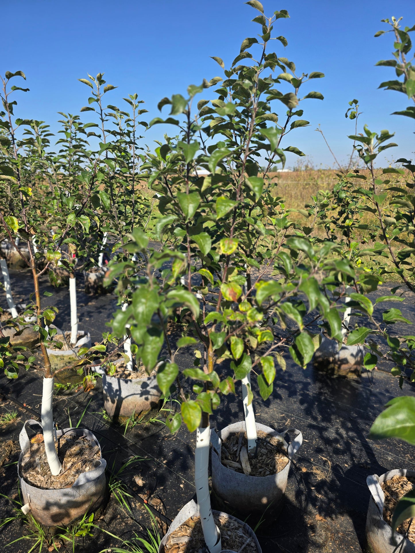 Triumph® Apple Tree - 7 Gallon Potted