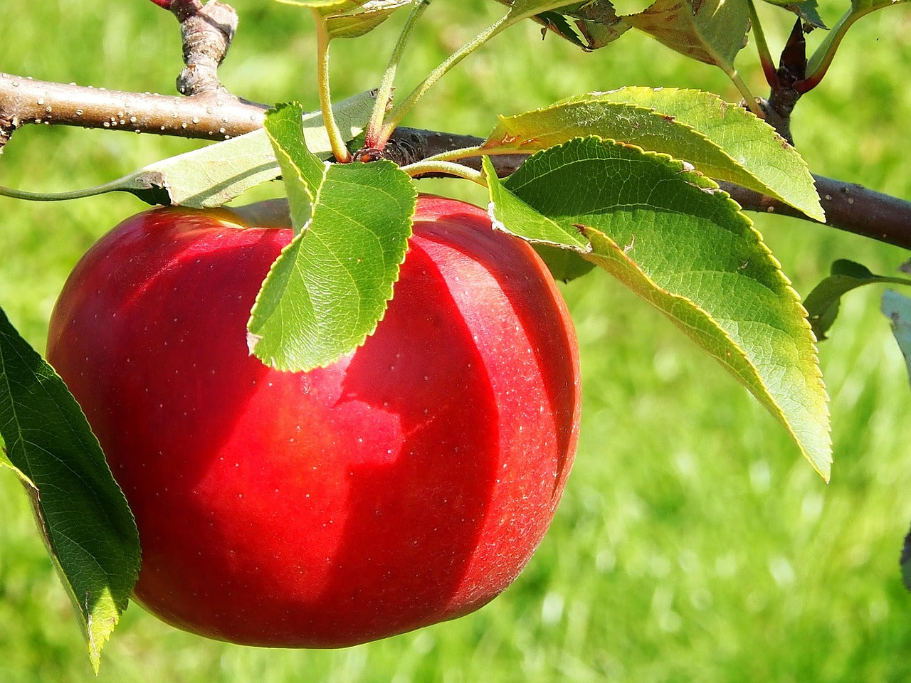 RubyRush® Apple Tree | EMLA 7 (60% Size) - Bare Root (Spring 2026)