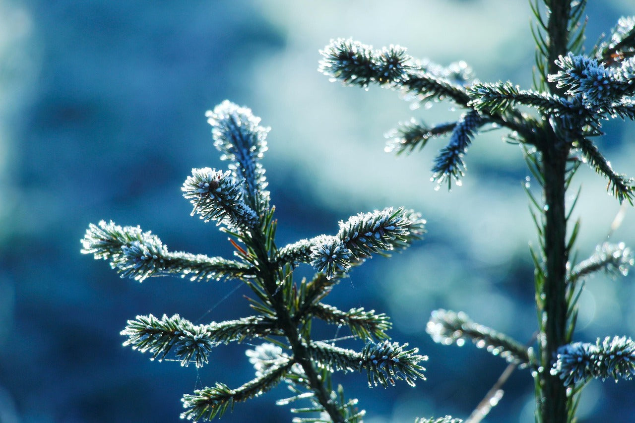 Norway Spruce Tree