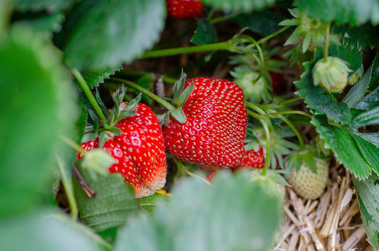 Albion Day Neutral Strawberries - Bare Root (Spring 2025)