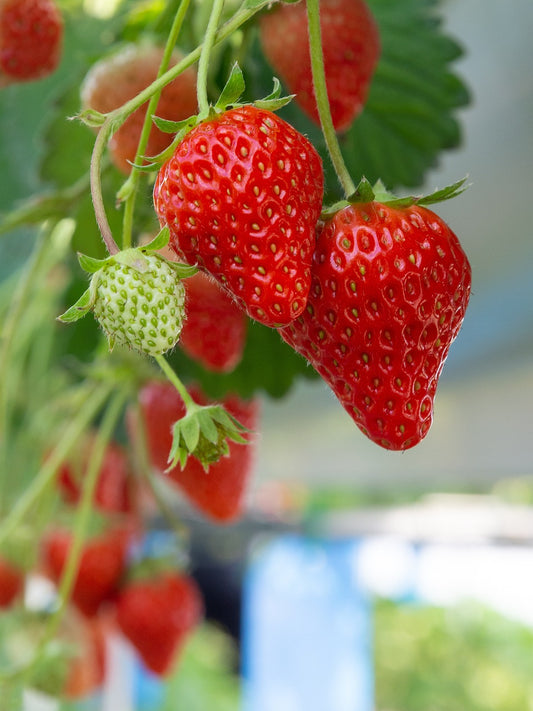 Evie-2 Day Neutral Strawberries - Bare Root (Spring 2025)