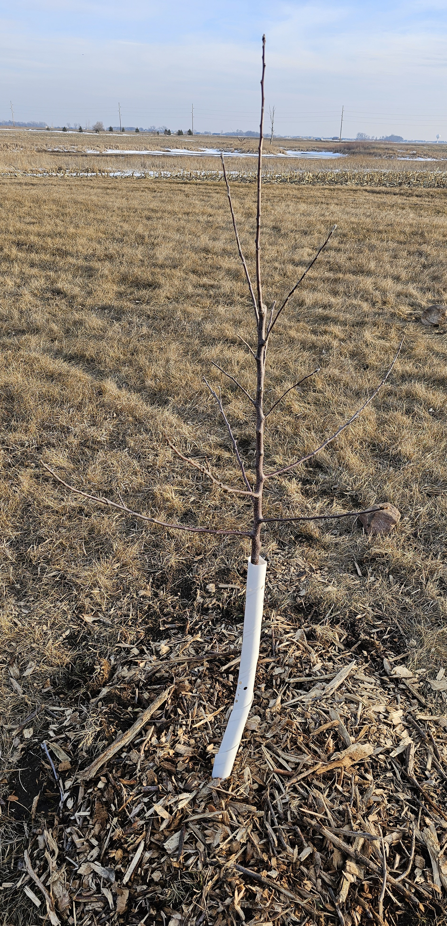 Royal Court (Cortland) Apple Tree - 10 Gallon Potted