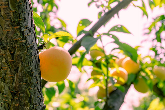 Shiro Japanese Yellow Plum Tree | Krymsk® 86 - Bare Root (Spring 2026)